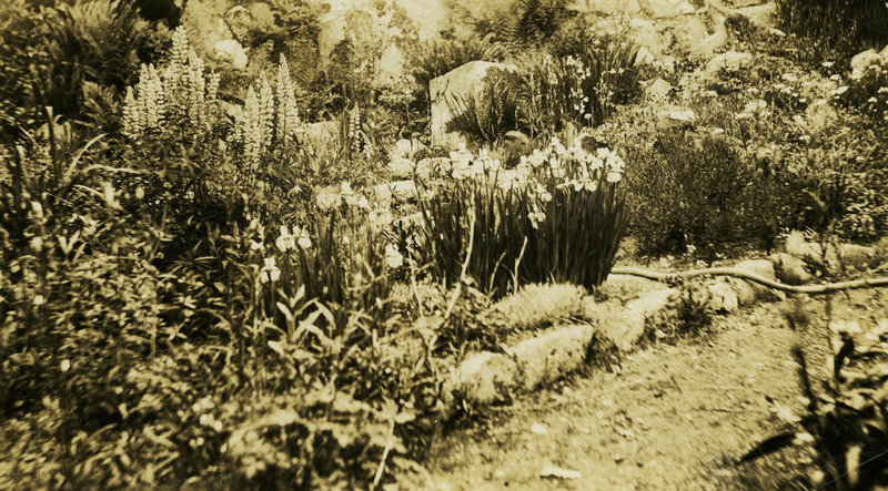 View of an unidentified garden.
