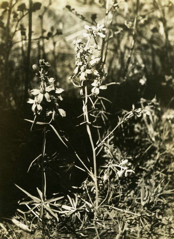 Common name: Menzies' Larkspur. The photo's envelope reads: 'Kamiak Butte, Wash. April 7 - 1934. Delphinium menziesii D. C. T1/25, A16, F.S. 1 PM. #2, 4".'