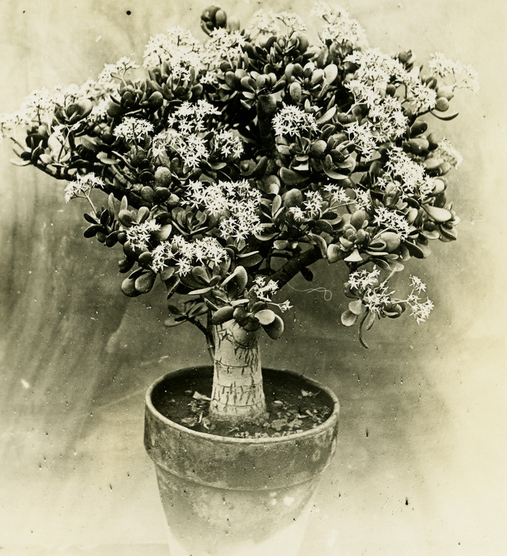 This image was unlabeled, but is thought to be a potted Jade plant.