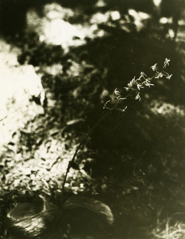 Common name: Platanthera orbiculata. The photo's envelope reads: 'July 11/1934. Elk R Falls. Habenaria orbiculata, Torr. A16, T1/5", 12:45 AM. light woods.'