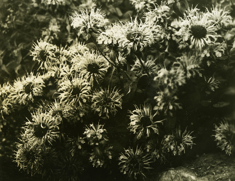 Common name: Wild Bergamot. The photo's envelope reads: 'June 30/1934. Garden [of] Dr Gail. (Originally from Wyoming). Monarda menthifolia, Benth. T1", A32, shade. 2:45 PM.'