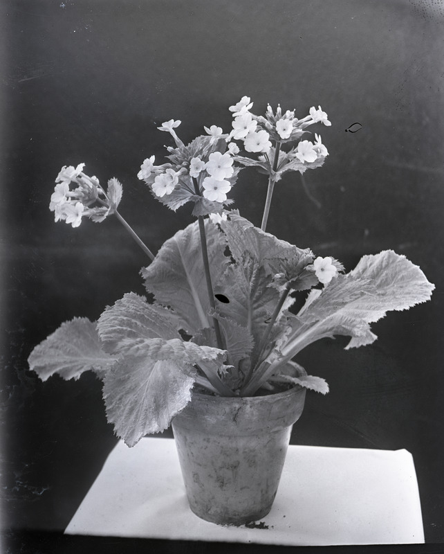This image was unlabeled, but is thought to be a type of Begonia.