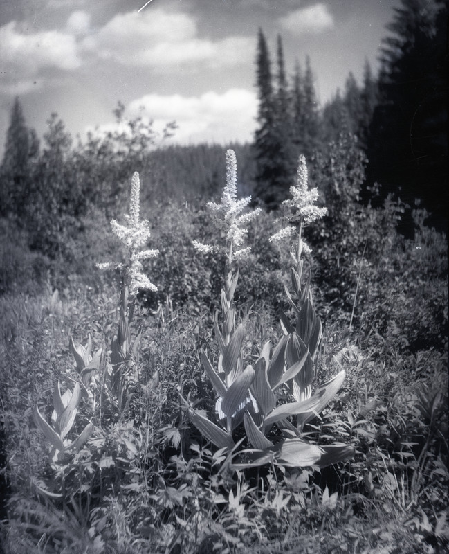 Common name: Corn Lily. Note: This plant is extremely poisonous. The photo's envelope reads: 'June 10/1934. Middle Fork St. Maries. 5 mi from Clarkia. Veratrum californicum, Durand. A8, T1/50" F.S. 2:15 PM.'