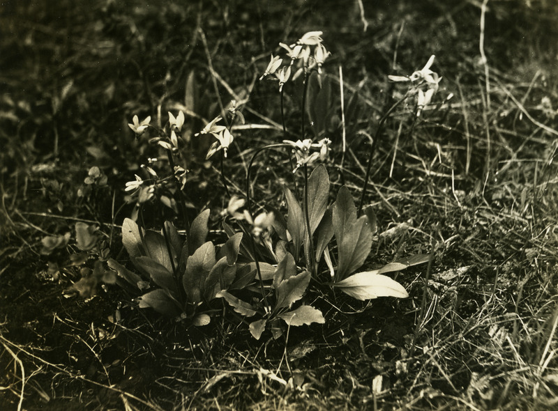 Common name: Shooting Star. The photo's envelope reads: 'S side Paradise Ridge - March 31 - 34. Dodecatheon saulgau (Hook) Piper. A16, T1/5" - Dull, 2:30 PM.'