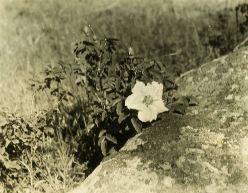 Common name: Nootka Rose. The photo's envelope reads: 'Kamiak Butte. April 22 - 34. Rosa nutkana, Presl. A32, T25", F.S. 9 AM. Single bellows. 8"#2. 15"#3.'