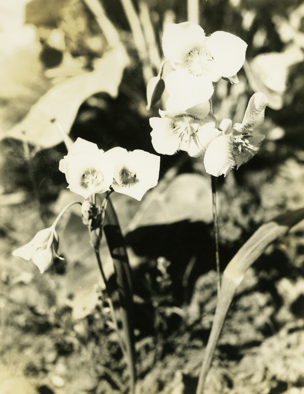 Common name: Pointedtip Mariposa Lily. The photo's envelope reads: 'Pend d'Oreille Nat Forest. June 19 - 33. Lakeview Mt. Calochortus apiculatus, Barb. A32.5, T1/2 D18", F.S. 8:30 AM. #0 1". Enl #1, 60" #16. 55 sec normal.'