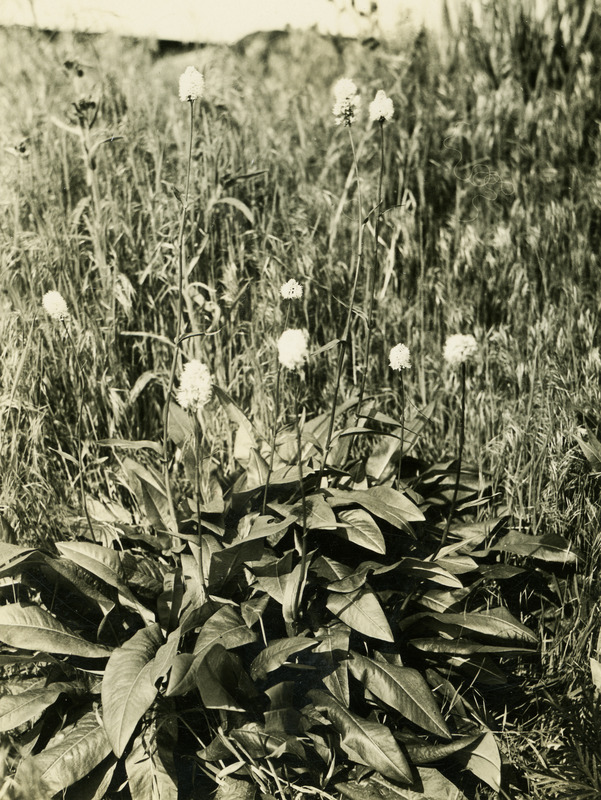 Common name: American Bistort. The back of the photo reads: 'Polygonum bistortoides, Push. Paradise Creek. May 9, 1934.'