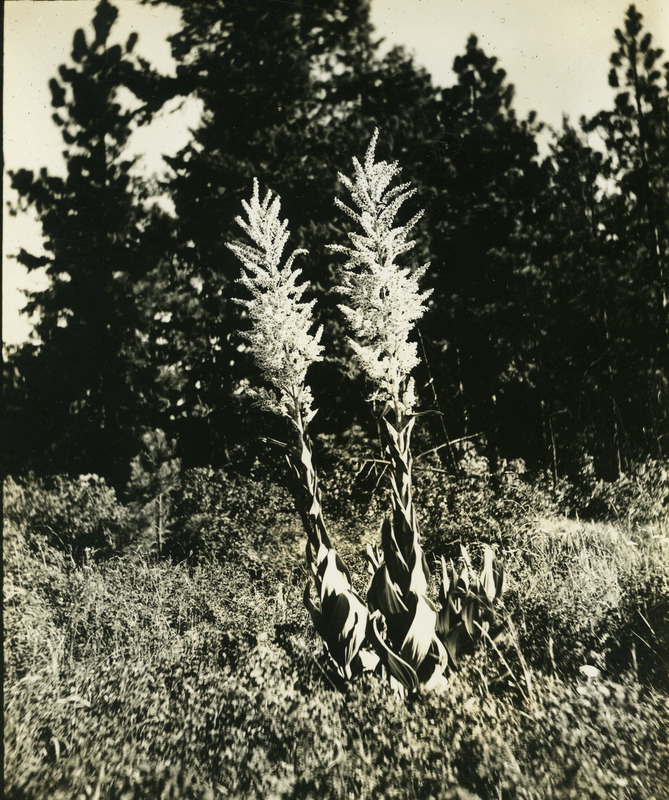Common name: Corn Lily. Note: This plant is extremely poisonous. The photo's envelope reads: 'June 17/1934. Paradise Ridge. Veratrum californicum, Durand. A8, T1/5, F.S. 4 PM.'