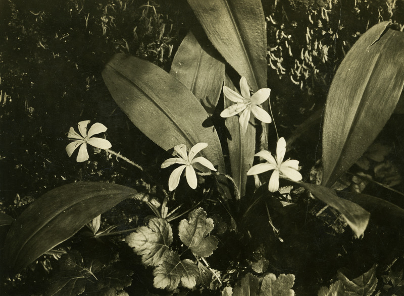 Common name: Queen's Cup. The back of the photo reads: 'Clintonia uniflora, Kinth. 5m E. Clarkia. June 10, 1934.'