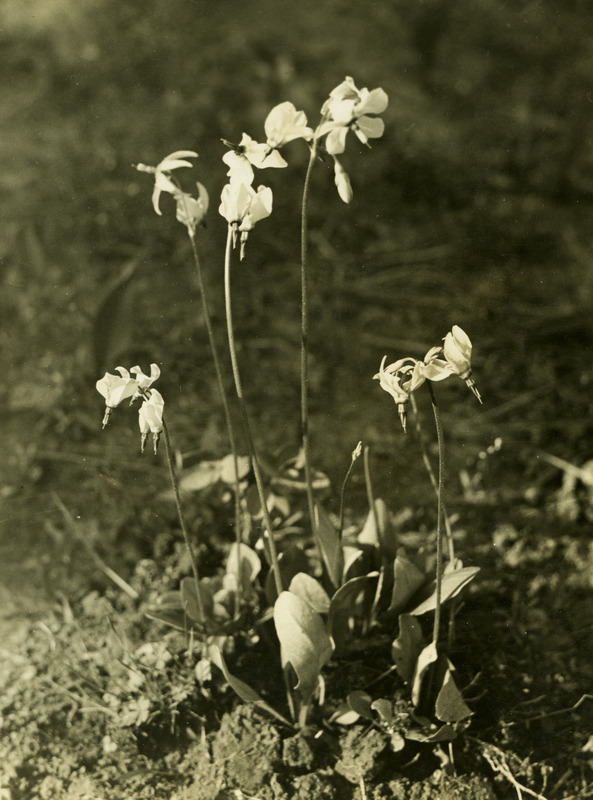 Common name: Shooting Star. The back of the photo reads: 'Dodecatheon oulgare, (Hook) Piper. Thatuna Hills. April 11, 1934.'