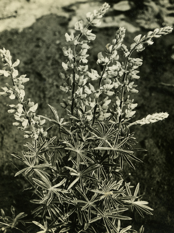 Common name: Velvet Lupine. The back of the photo reads: 'Lupinus leucophyllus, Dougl. Moscow. May 15, 1934.'