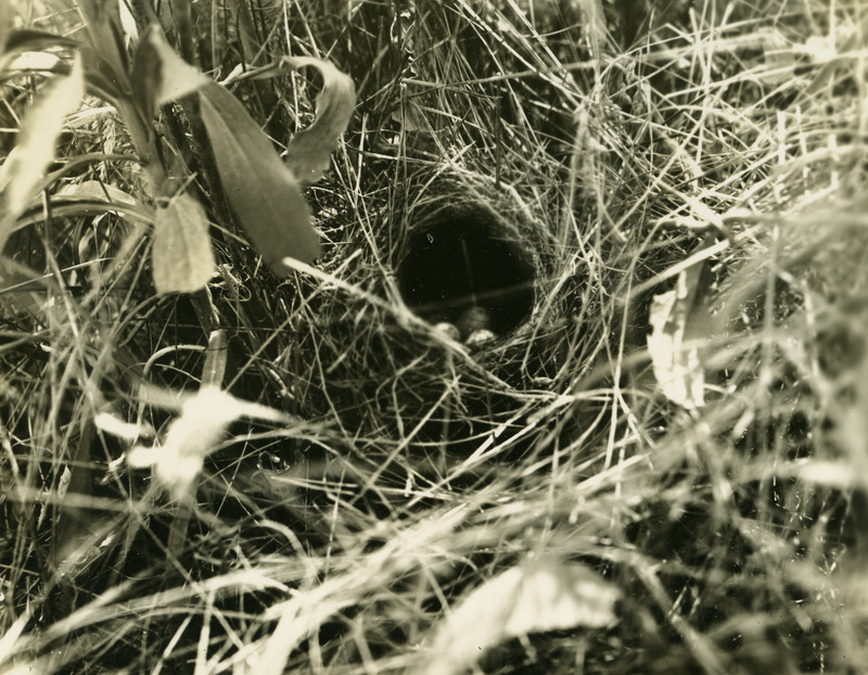 The photo's envelope reads: 'July 7. E of Moscow, Idaho. Nest of Chipping-Sparrow in Goldenrod. T1/5", A32, 2:30 PM.'