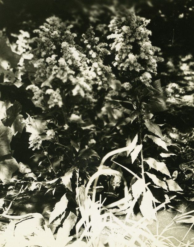 Common name: Western Goldenrod. The photo's envelope reads: 'July 14/1934. Elk R Falls. Solidago lepida, D C. var elougata, A16.5, T1/5 F.S.'