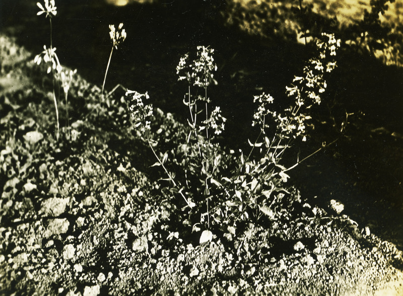 Common name: Littleflower Penstemon. The photo's envelope reads: 'Penstemon procerus, Dougl. Moscow, May 14 - 34. Garden R. A. Diettert. T1/25" A32, 5:15 PM.'