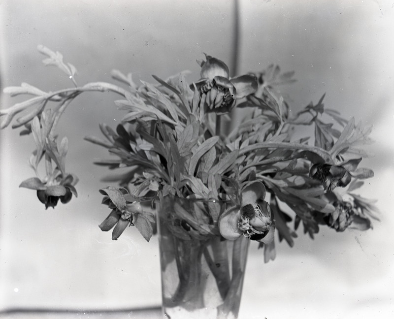 Common name: Western Peony. Cuttings of this plant are in a glass vase with water. The photo's envelope reads: 'May 14, 1934. Paeonia brownii, Dougl. A16, T1/5, 2 PM. F.S. Originally from Blue Mts.'
