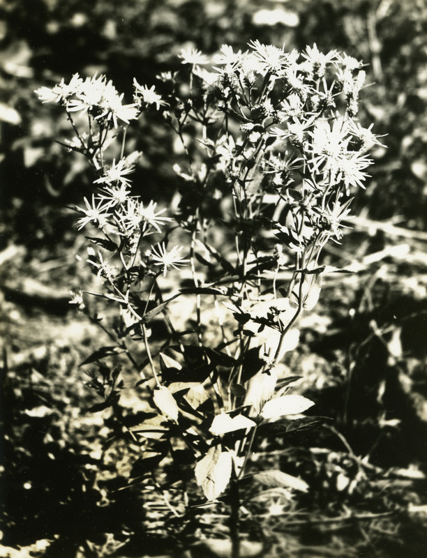 Common name: Western Showy Aster. The photo's envelope reads: 'June 17/1934. Paradise Ridge. Aster conspicuus. A16, T1/25, F.S. 3 PM.'