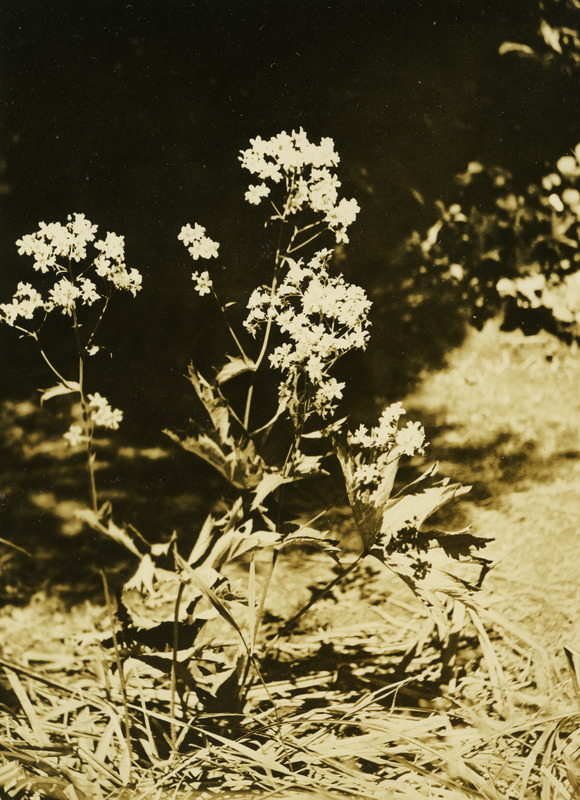 Common name: Coastal Brookfoam. The photo's envelope reads: 'July 14/1934. Elk R Falls. Boykinia occidentalis, T & G. A16, T1/25" F.S.'
