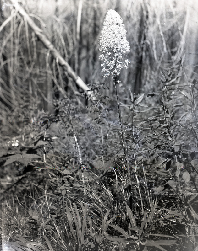 The photo's envelope reads: 'Pend d'Oreille Nat Forest. S E of Cedar Ln. near top of mountain on 1928? burn, under Abies, Larise, Pseudotsuga. Herbaceous epilobium angustifolium. Cares sp. Shrubs, Rubus parviflorus & sorbus sitchensis. Xerophyllum tenax, (Pursh) Nutt. A16, T1/5", D5', 10:30 AM. Full sun. Height - 43". Spike 11" x .5".'