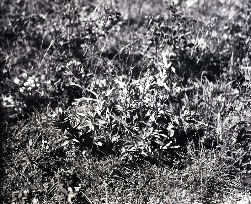 Common name: Northwestern Indian Paintbrush. The photo's envelope reads: 'Kamiak Butte, Wash. April 7 - 1934. Castilleja angustifolia, Nutt. A16, T1/25, F.S. 1:30 PM. #3.4".'