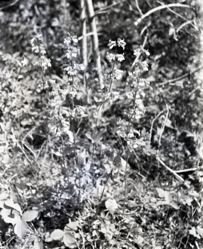 Common name: Littleflower Penstemon. The photo's envelope reads: 'Viola grade, May 1934. Penstemon procerus, Dougl. A4, T1/50, F.S. 2 PM.'