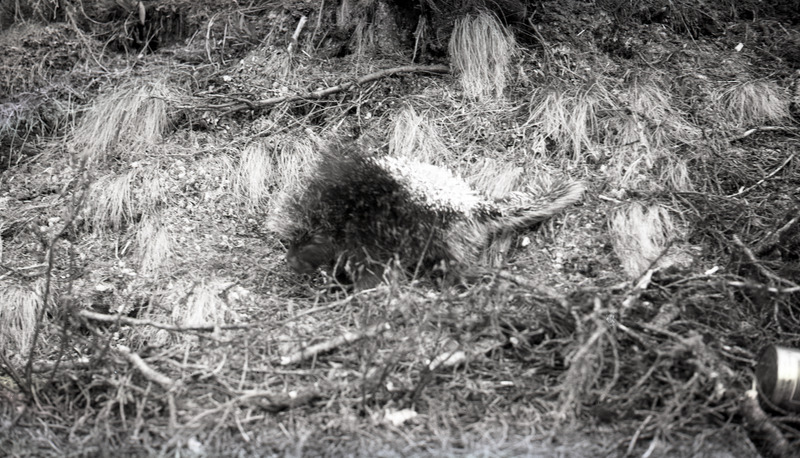 A porcupine walking through a forested area.