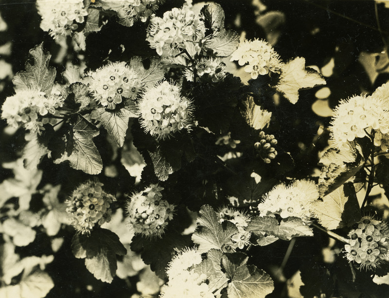 Common name: Mallow Ninebark. The back of the photo reads 'Physocarpus malvaceus (Greene) A Nels. Viola grade. May 19, 1934.'