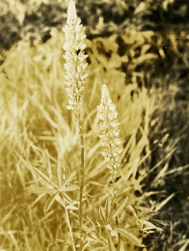 Common name: Wyeth's Lupine. The back of the photo reads 'Lupinus wyethii, Wats. E of Moscow. May 14, 1934.'