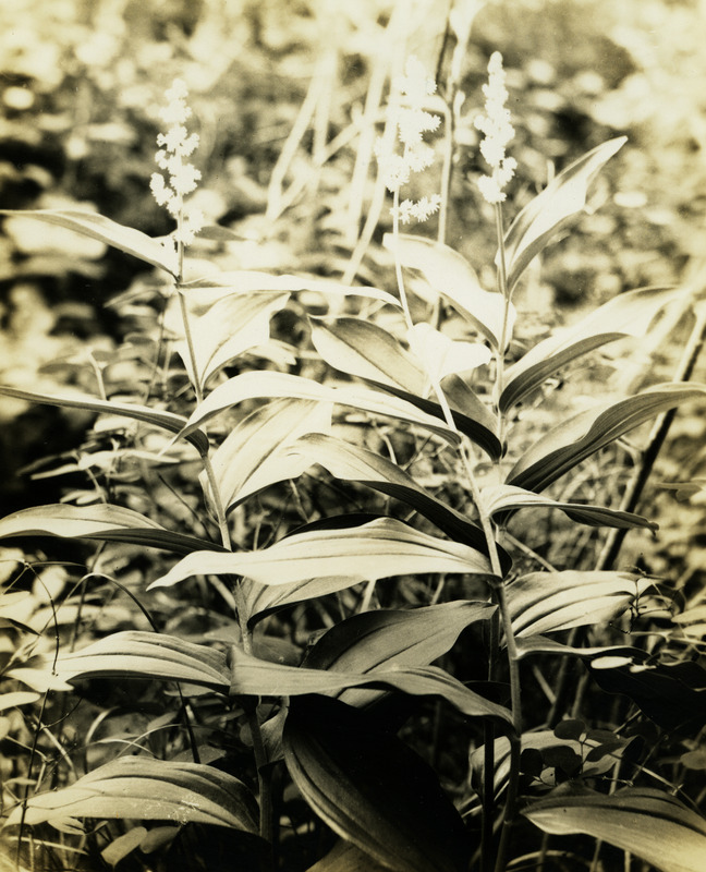 Unidentified plants.