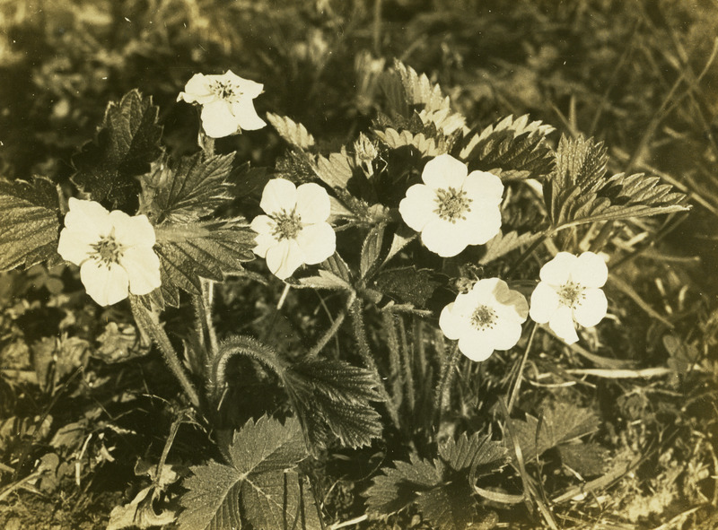 The back of the photo reads: 'Fragaria bracteata, Hellen. Geoffrey Coope. 5 m nw Deary. April 21, 1934.'