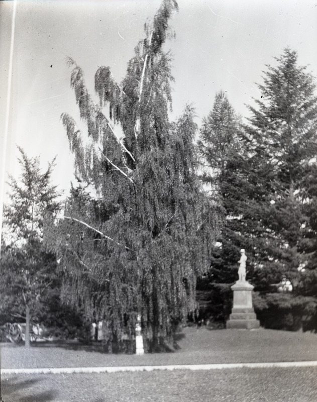 Blurry image of a tree, featuring the Spanish American War Memorial at the University of Idaho campus.