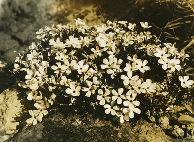 Common name: Stiff Phlox. The photo's envelope reads: 'May 27 Dr Gail. Phlox rigida, Benth. T1/2", A64, Sun, 3 PM. #2, 4". Enl f11 mask #1 1 1/4 min.'