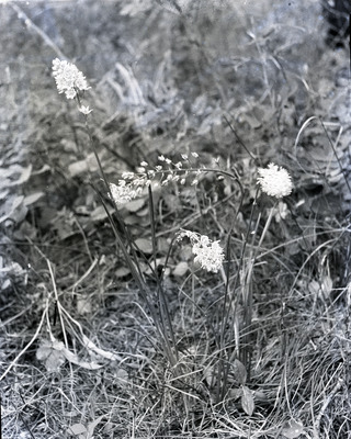 Common names: Geyer's Onion and Idaho Blue Eyed Grass.