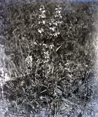 Common names: Geyer's Onion and Idaho Blue Eyed Grass.