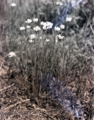 Common names: Geyer's Onion and Idaho Blue Eyed Grass.