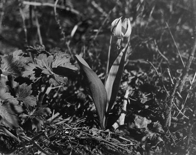 Common name: Yellow Avalanche Lily. The back of the photo reads: 'Erythronium grandiflorum. T.R.A.'