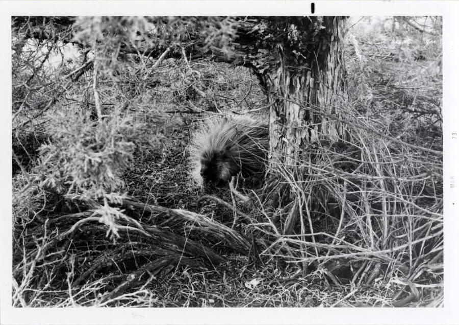 A black and white photo of a porcupine emerging from behind a tree.
