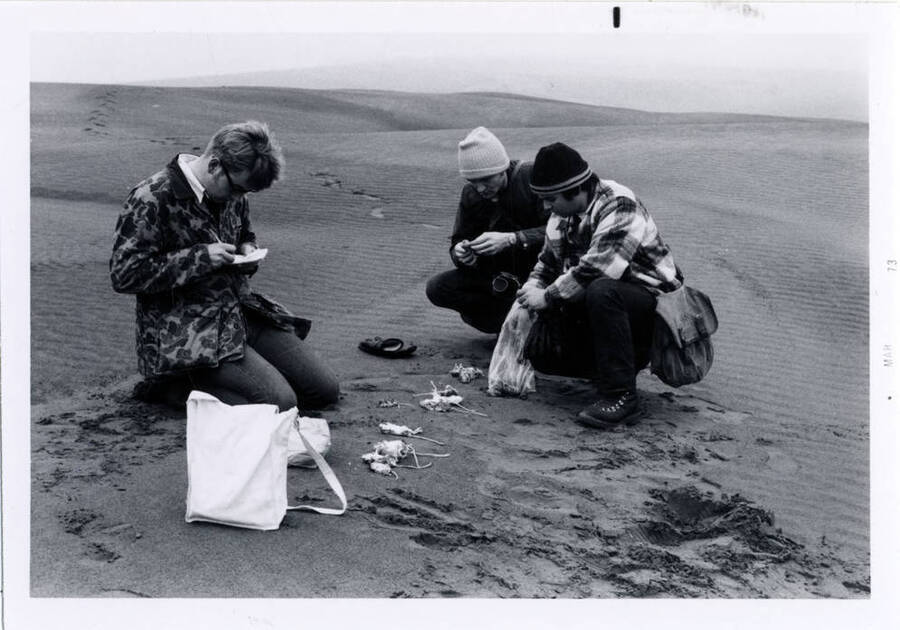 A black and white photo of men on the beach counting collected rodents.
