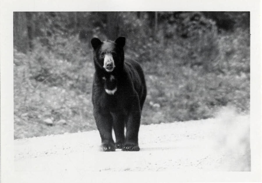 A bear walking down a dirt road.