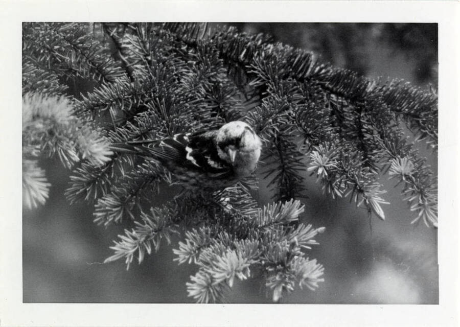 A bird posing on a pine tree.