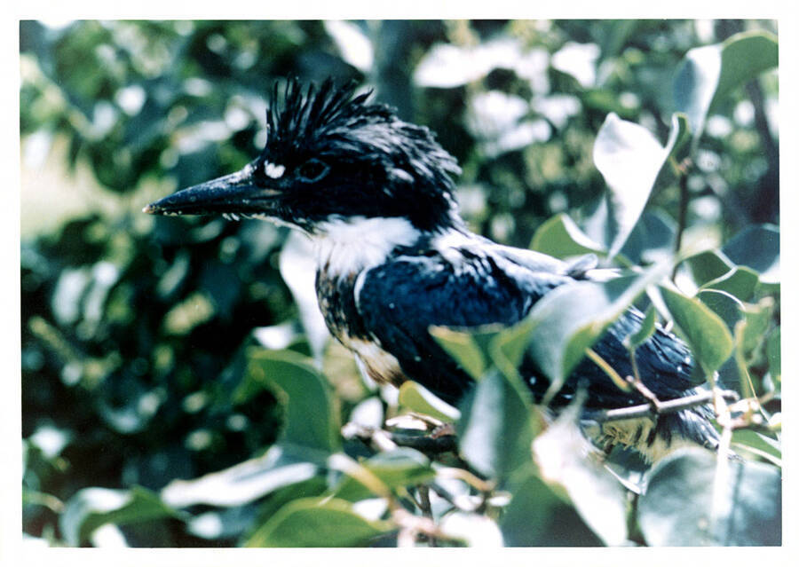 A close up photo of a kingfisher in the bushes.