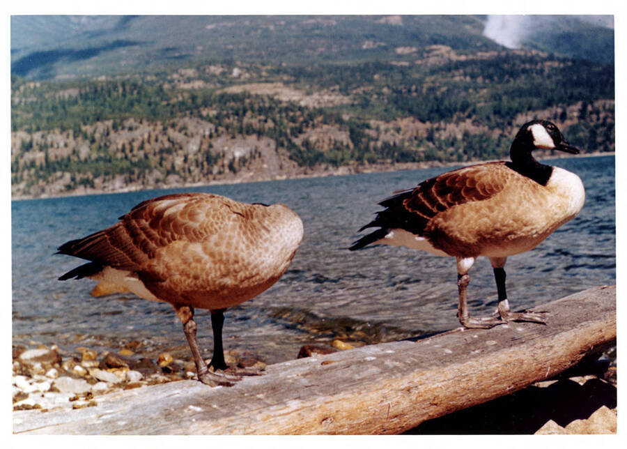 Two geese standing on a log next to a lake.