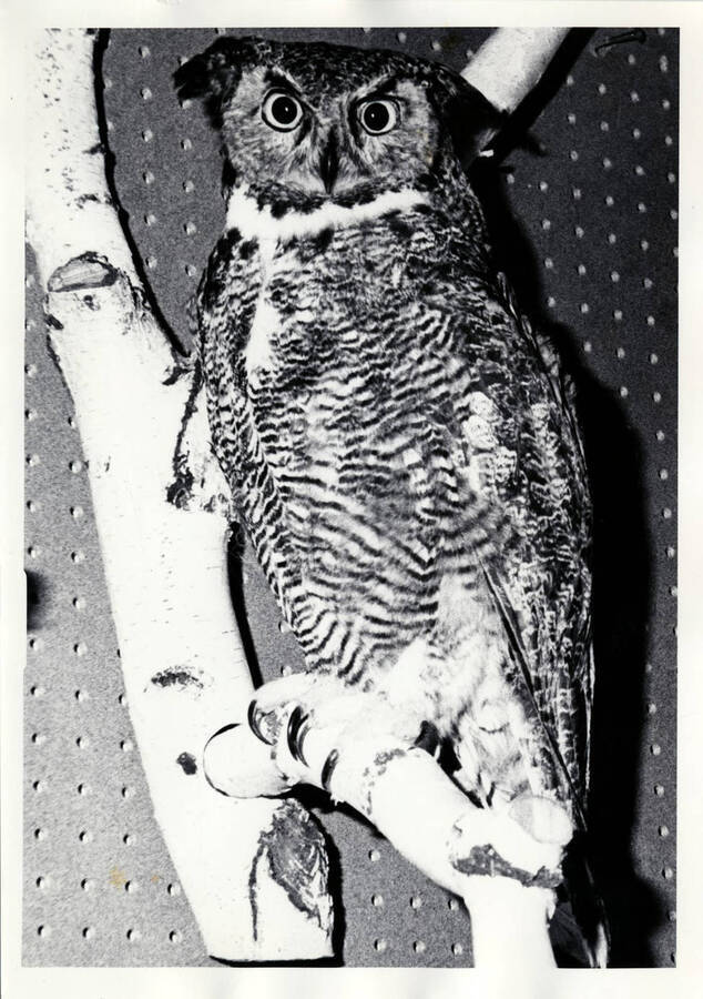 Owl mounted by the son of James W. Pate, Shoshone, Idaho