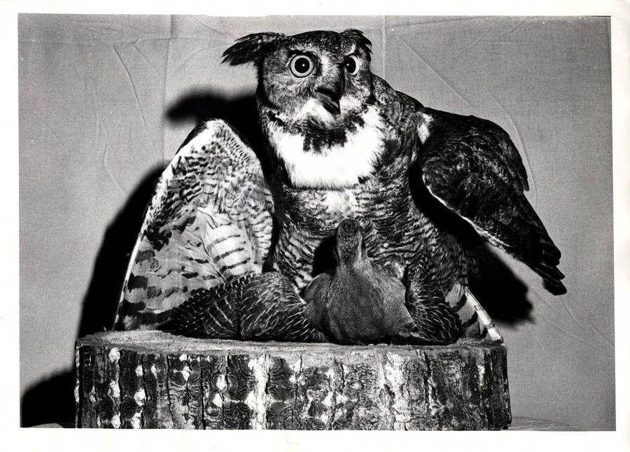 Owl mounted by the son of James W. Pate, Shoshone, Idaho