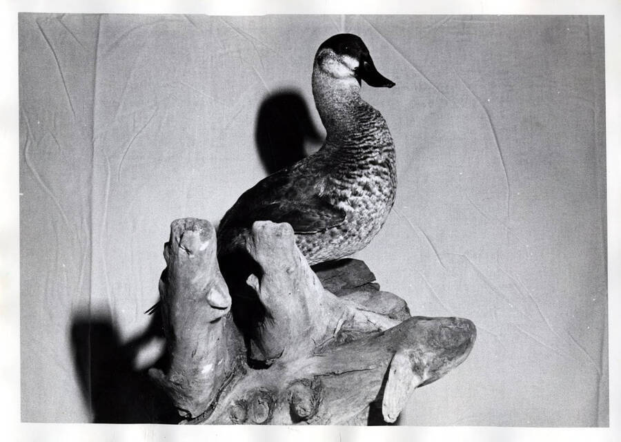 Duck mounted by the son of James W. Pate, Shoshone, Idaho