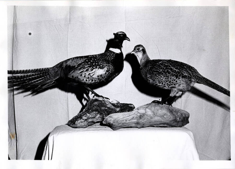 Bird mounted by the son of James W. Pate, Shoshone, Idaho