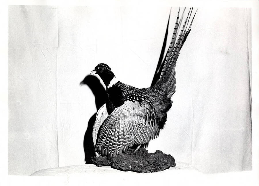 Bird mounted by the son of James W. Pate, Shoshone, Idaho