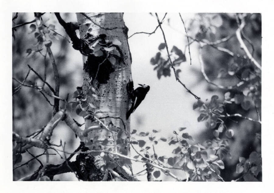An unidentified woodpecker scoping out an aspen tree.