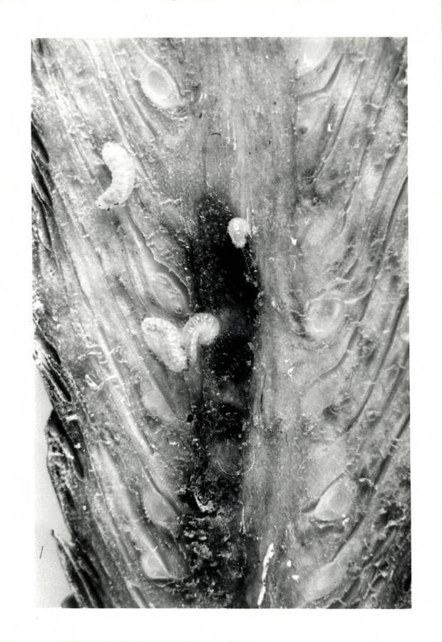 Conopthorus monticolae larvae on a Douglas Fir cone.