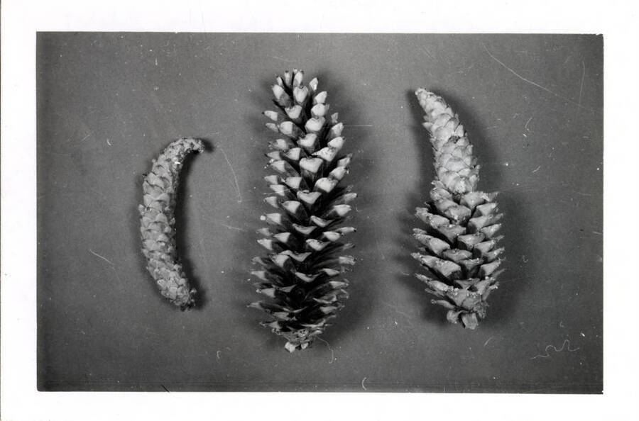 Western white pine cones (northern Idaho) with 100% (left), and 50% (right) damage by Eucosma rescissoriana larvae.  Non-infected cone is shown in center.