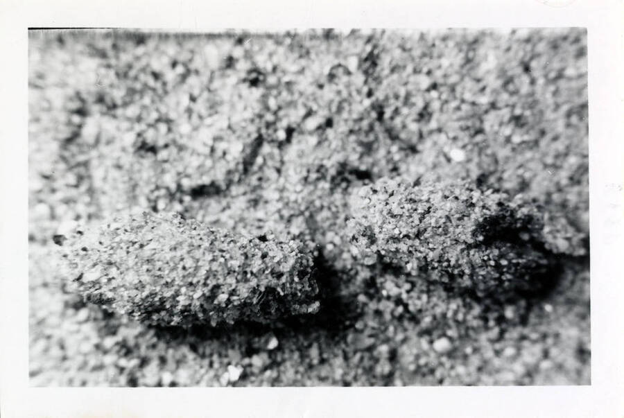 Dioryctria abietivorella cocoon of sand.